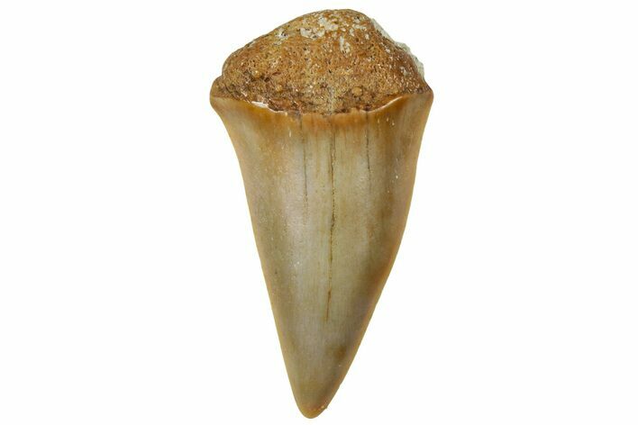 Fossil Mako Shark Tooth - Dakhla, Morocco #312838